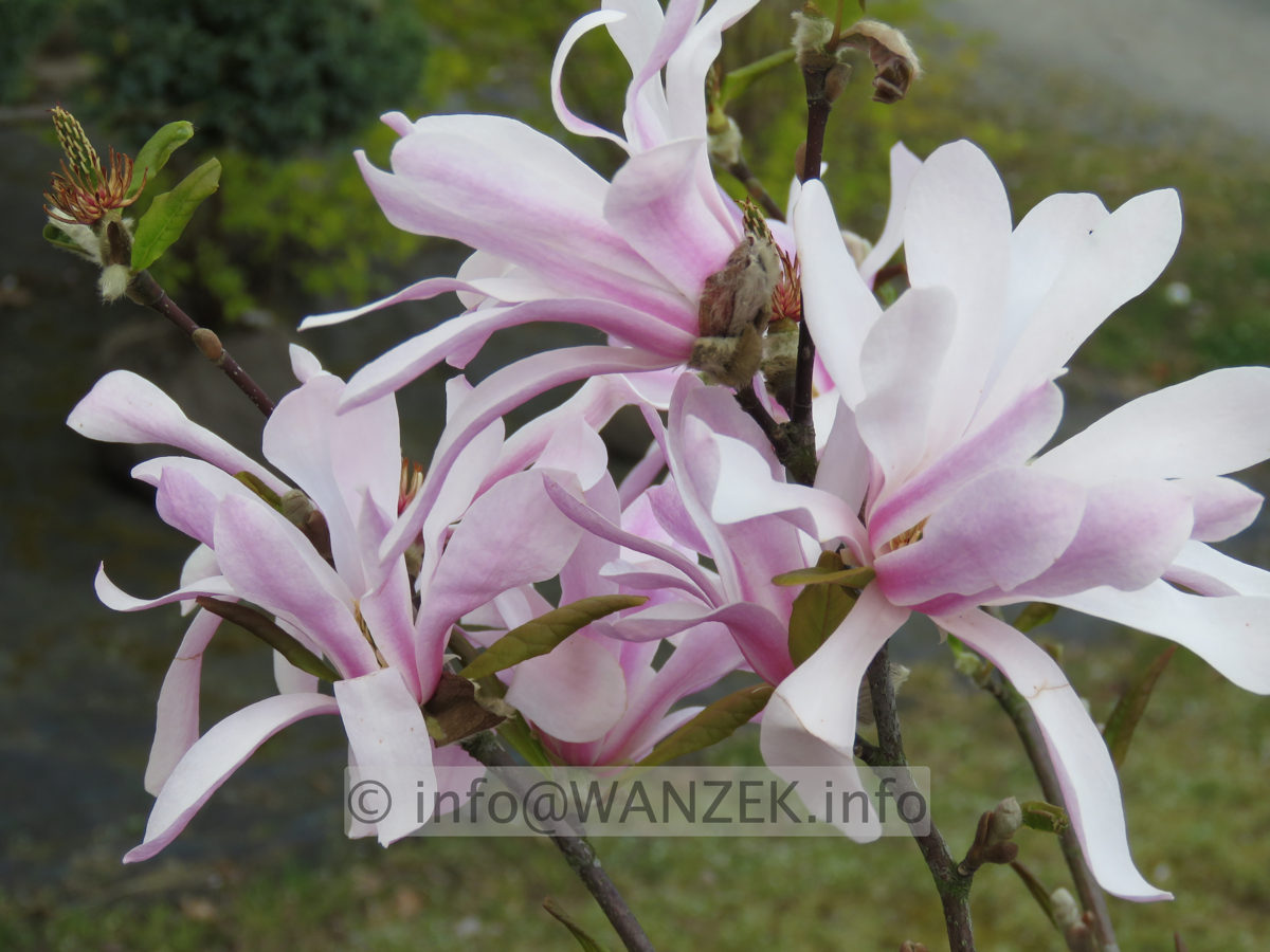 Magnolia stellata Rosea 002.JPG